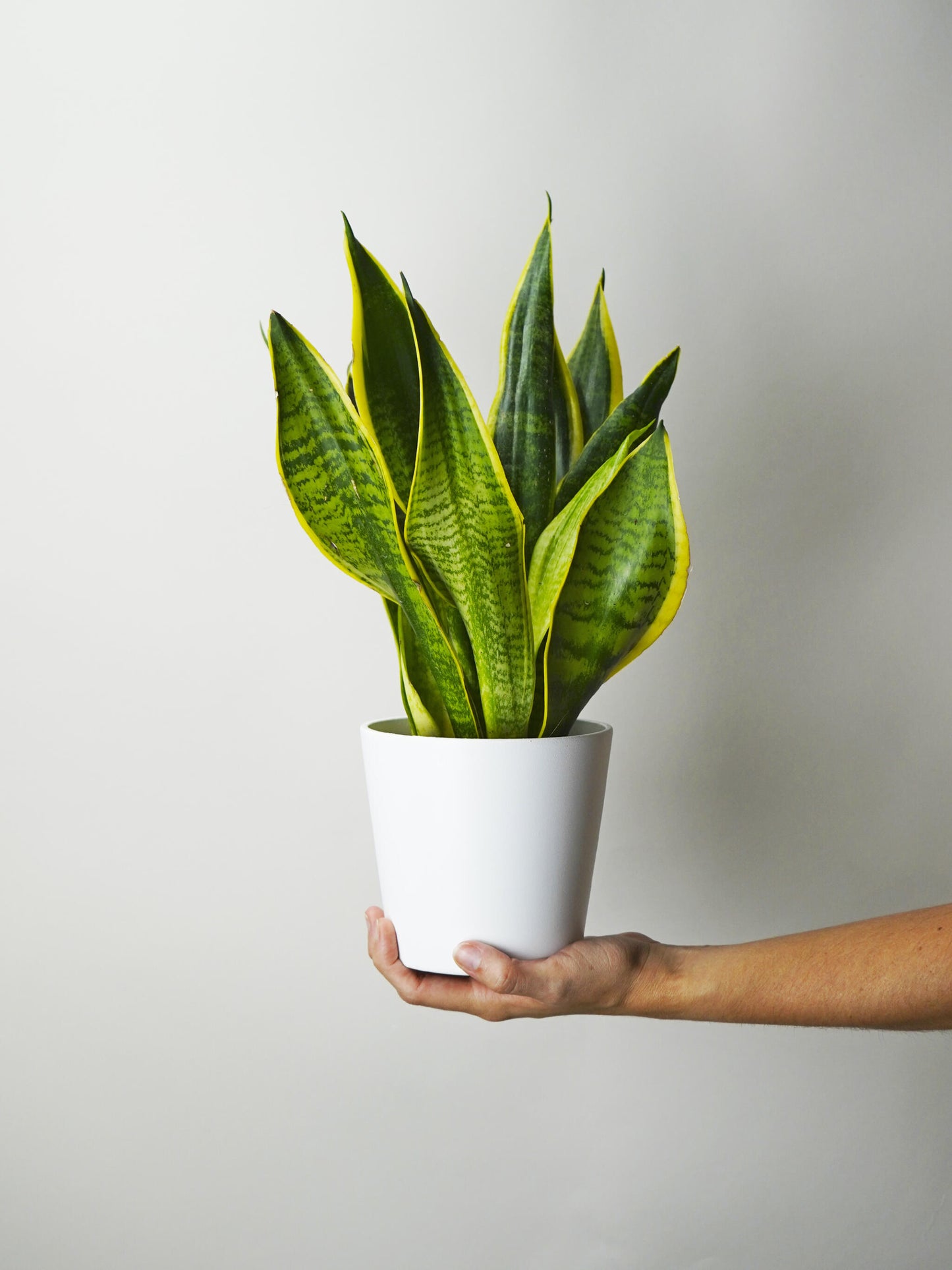 Sansevieria Futura Superba_0