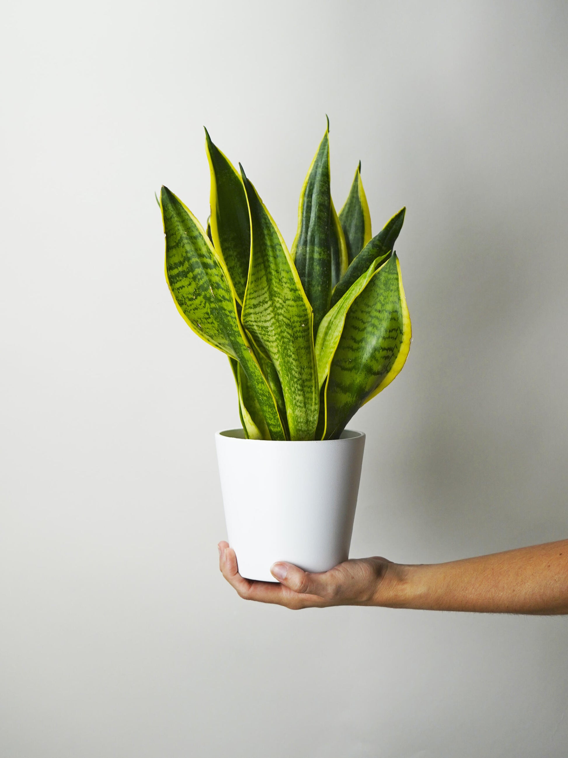 Sansevieria Futura Superba_0