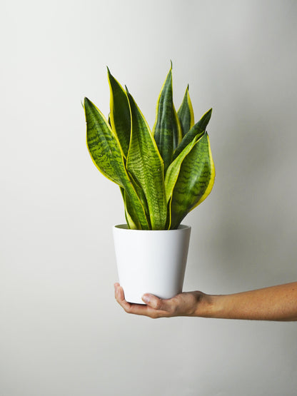 Sansevieria Futura Superba_0