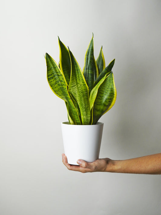 Sansevieria Futura Superba_0