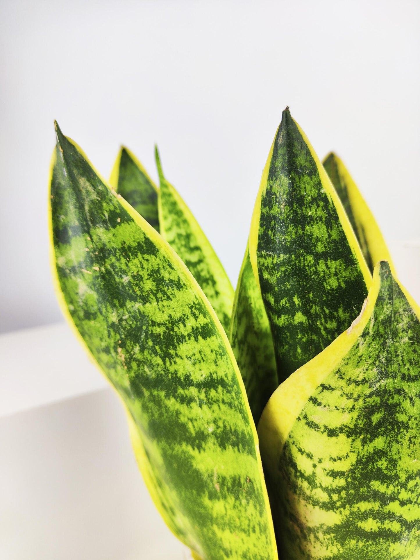 Sansevieria Futura Superba_1
