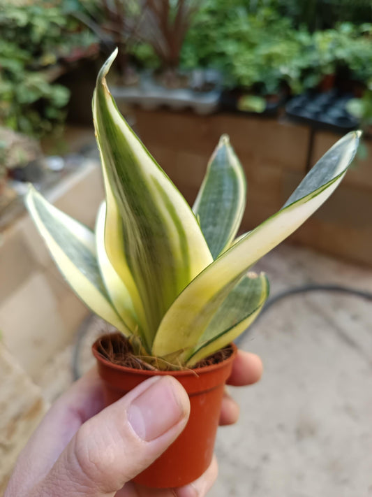 Sansevieria Hahnii Golden Planta Mini Ø6_0