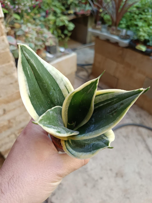 Sansevieria Hahnii Pagoda Planta De Interior_0