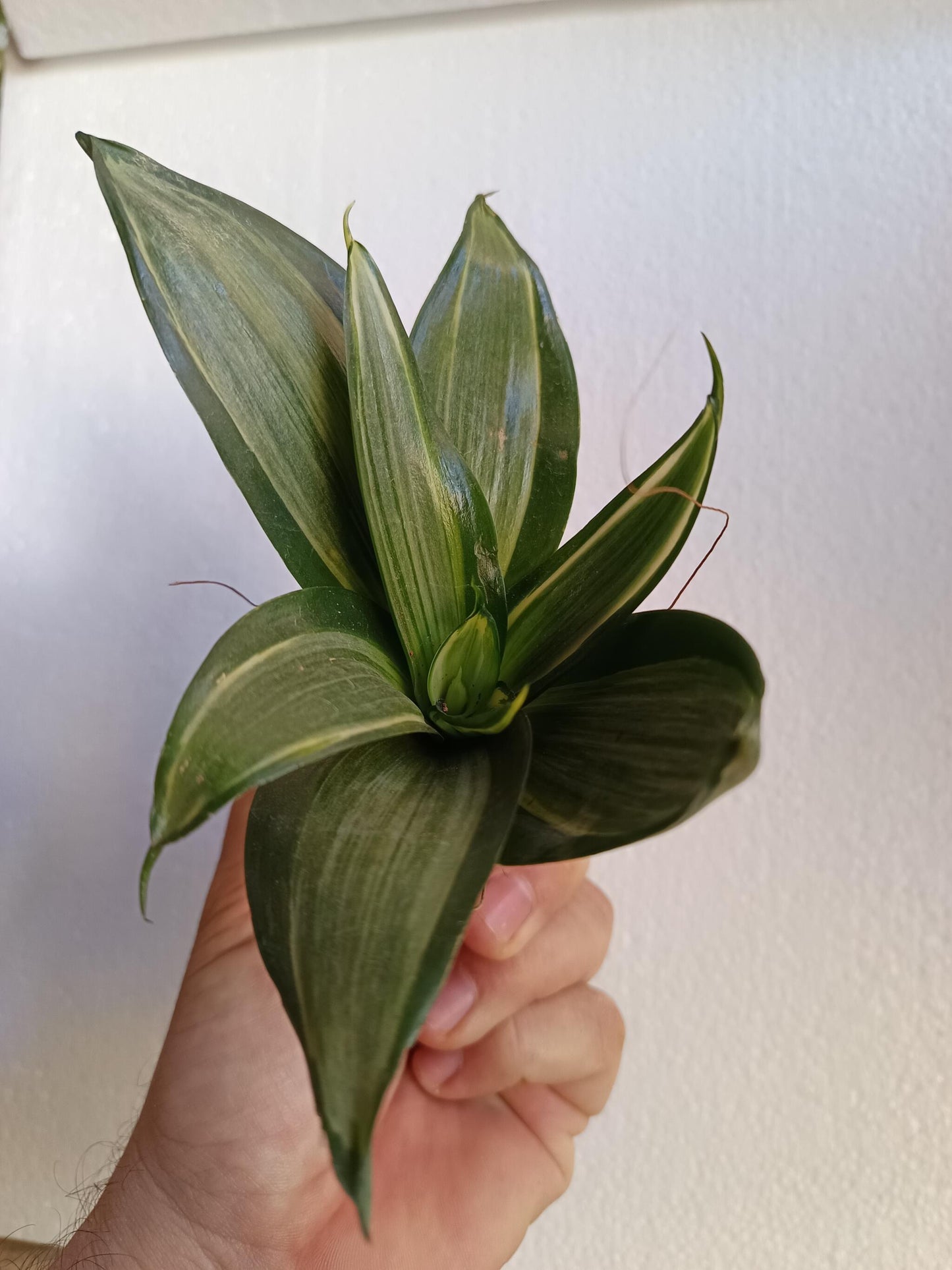Sansevieria Hahnii Silver Cream Planta De Interior Ø6_0