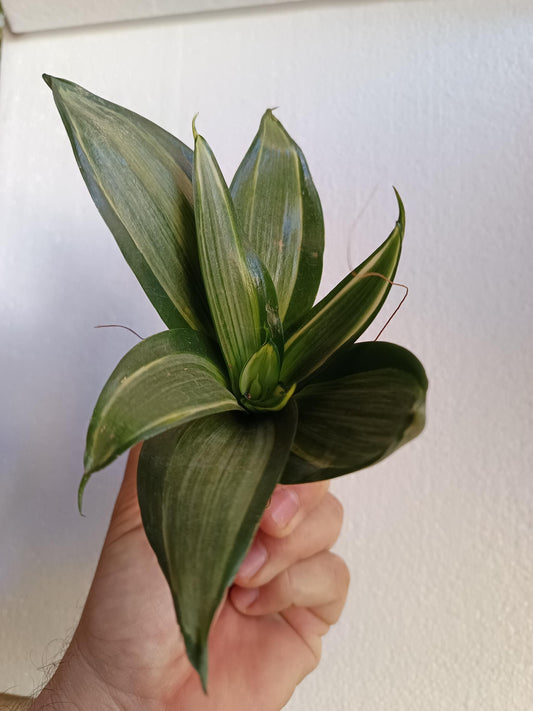 Sansevieria Hahnii Silver Cream Planta De Interior Ø6_0