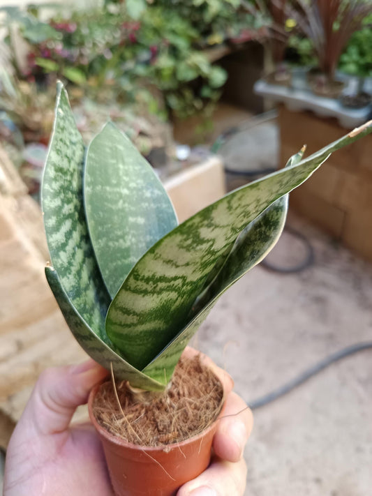 Sansevieria Hahnii Zeylanica Mini Ø6_0