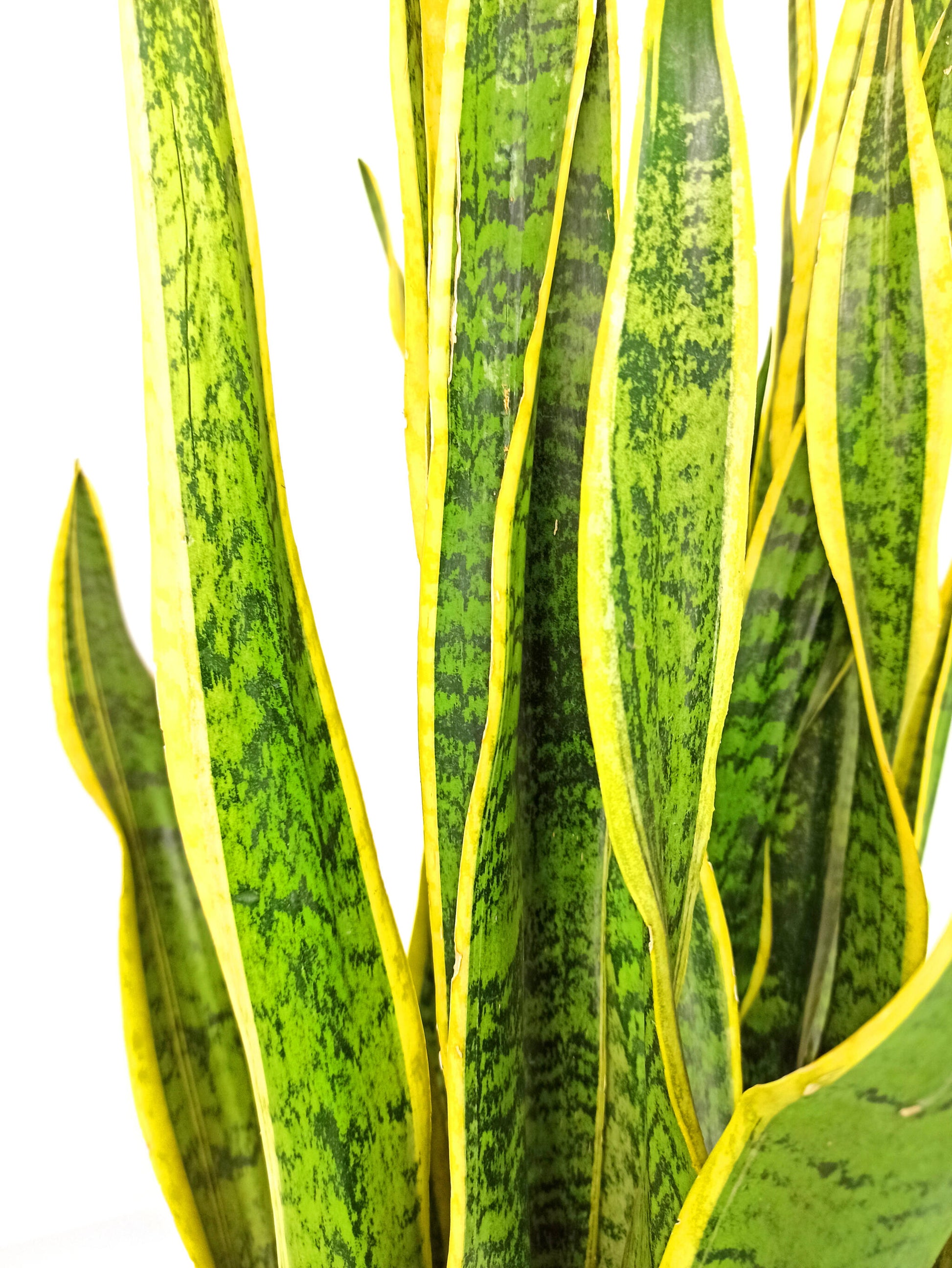 Sansevieria Laurenti M14 45cm (lengua De Suegra)_4