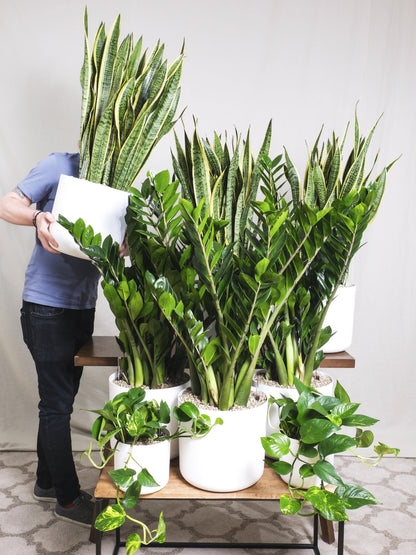 Sansevieria Laurentii | Altura 75cm - Maceta 21cm_4