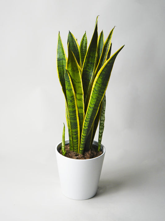 Sansevieria Laurentii O Lengua De Suegra_0