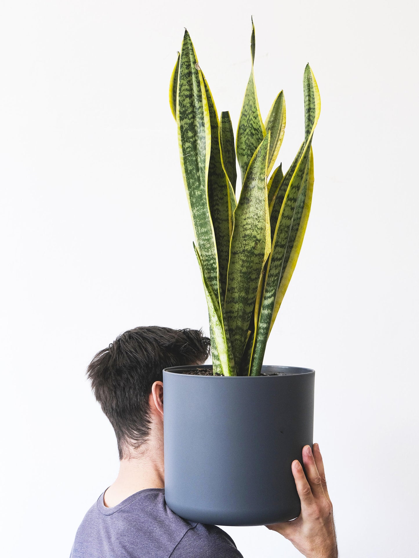 Sansevieria Laurentii O Lengua De Suegra_3
