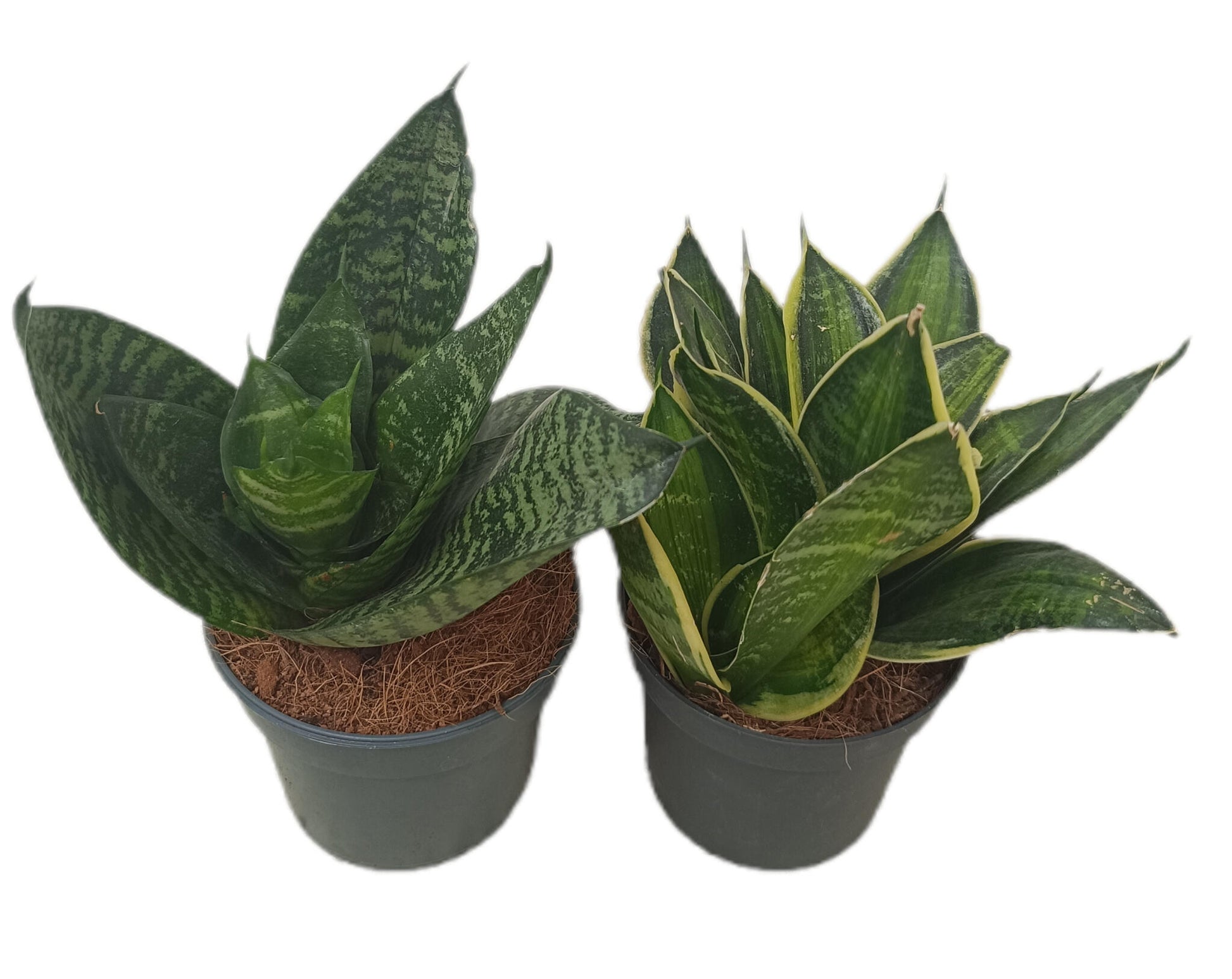 Sansevieria Trifasciata M9 (lengua De Suegra)_1