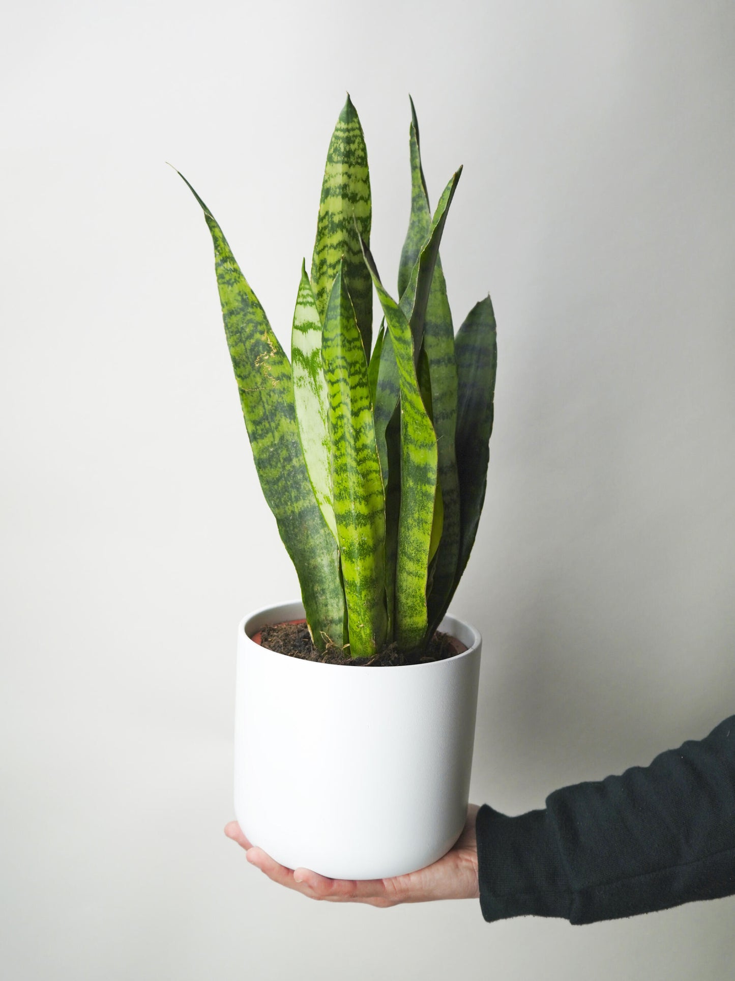 Sansevieria Zeylanica_0