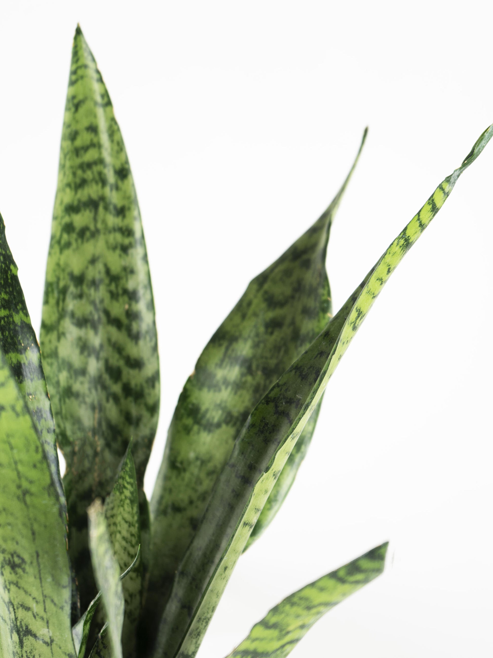 Sansevieria Zeylanica_1