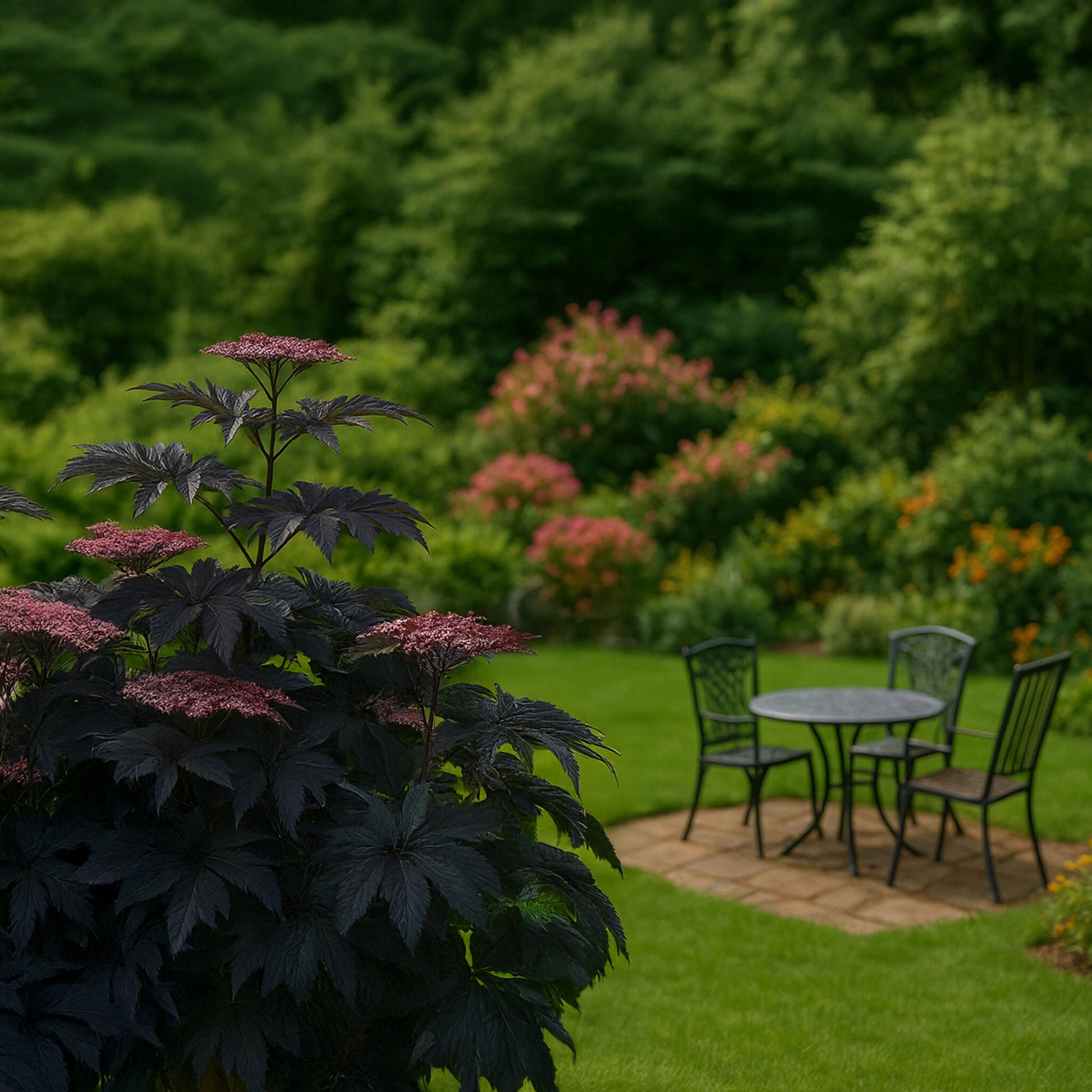 Saúco - 2 Pzs - Sambucus Nigra 'black Lace' - Altura 25-40cm - ⌀17cm_4