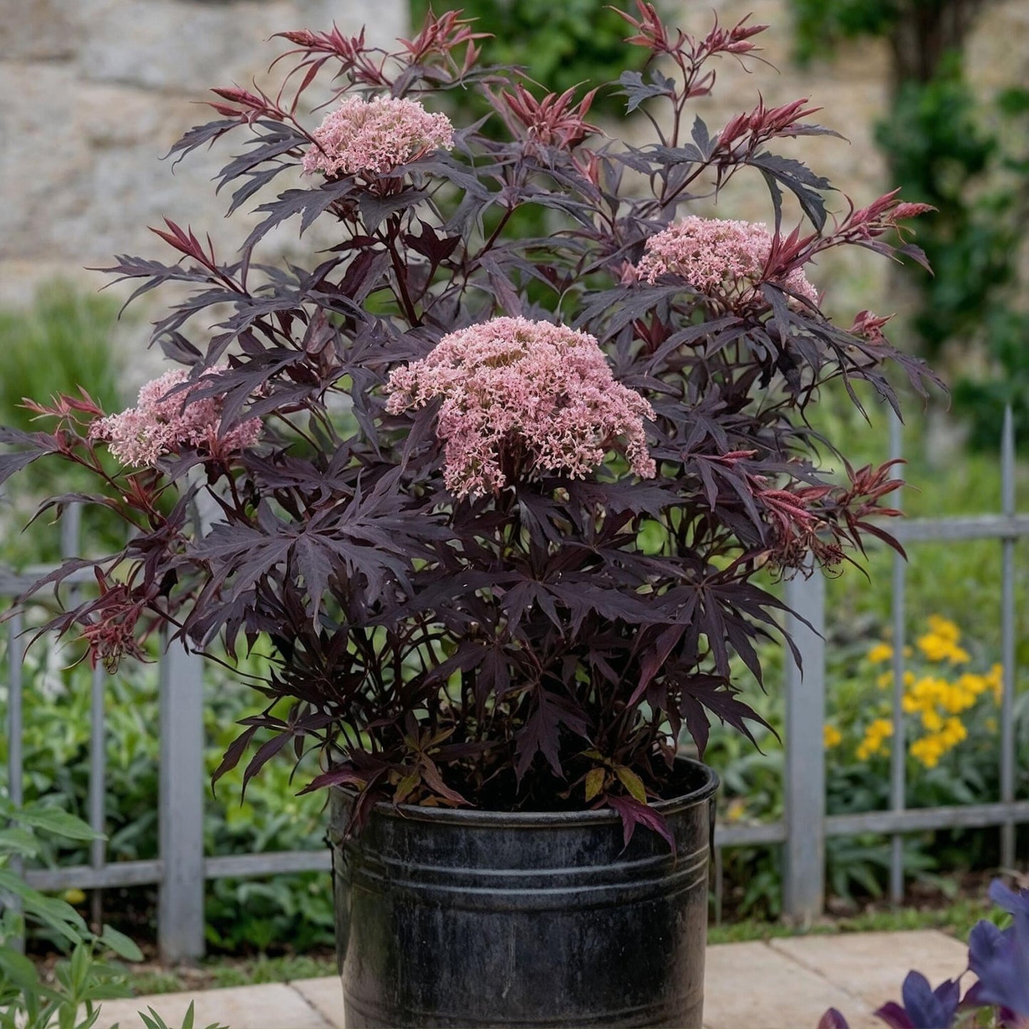 Saúco - 4 Pzs - Sambucus Nigra 'black Lace' - Altura 25-40cm - ⌀17cm_1