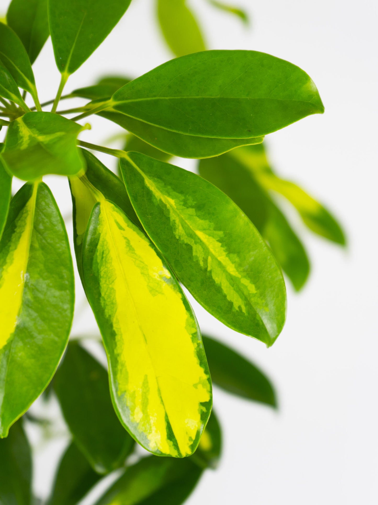 Scheffera | Altura 110cm - Diámetro 20cm_1