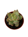 Sedum Amarillo Glow Planta Suculenta Ø5 Cm