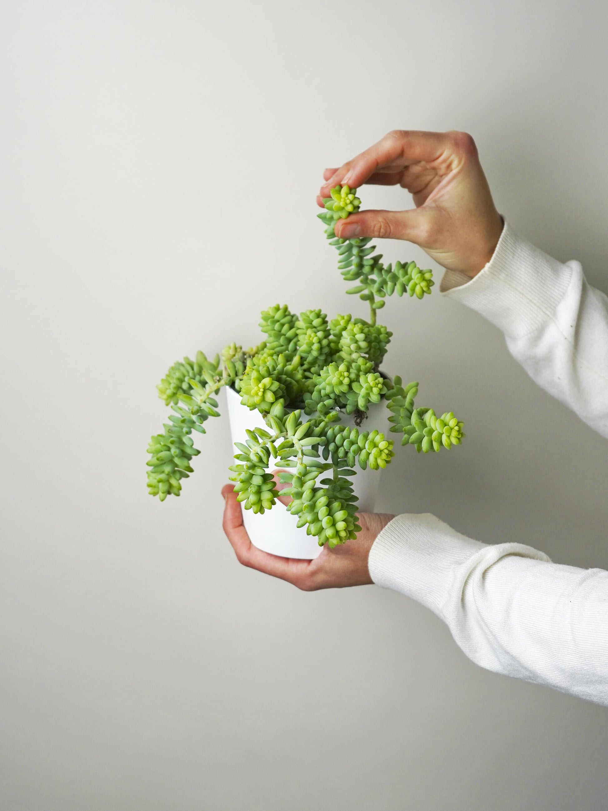 Sedum Burrito_0