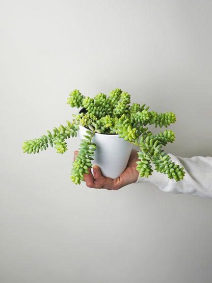 Sedum Burrito_1