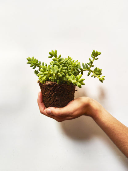 Sedum Burrito_2
