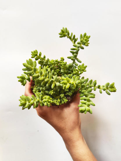 Sedum Burrito_4