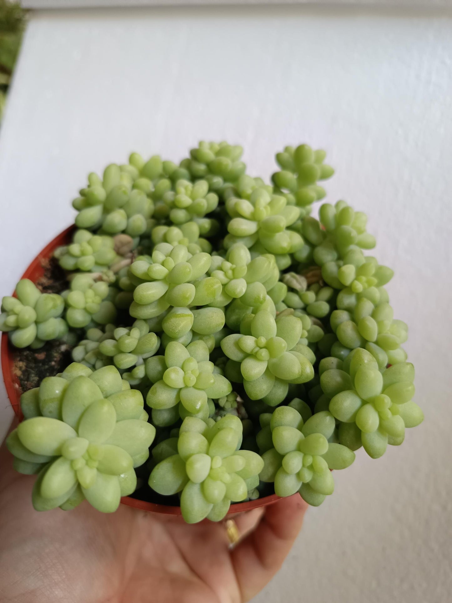 Sedum Burrito Colgante Ø10 Planta Suculenta Sol_0