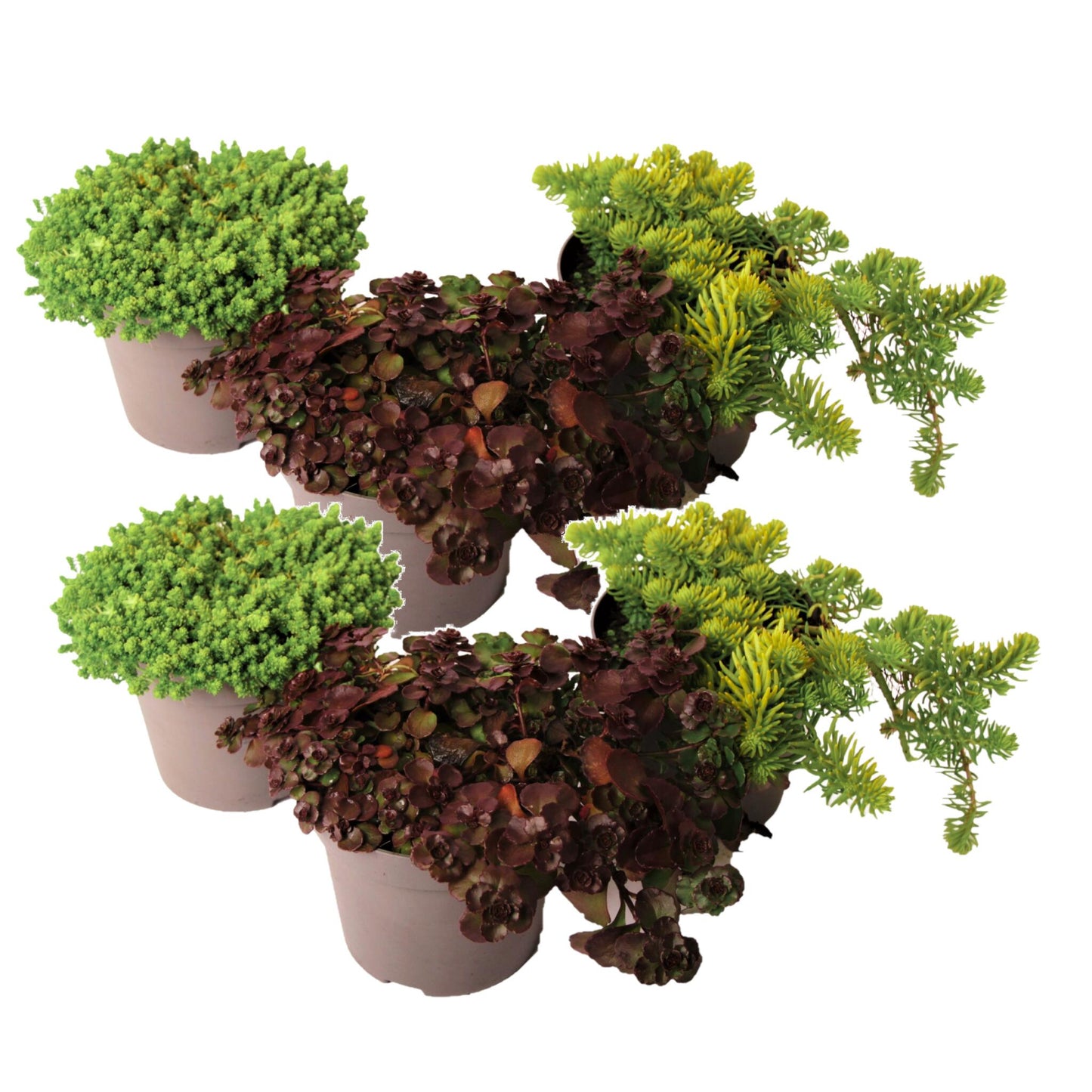 Sedum De Colores - 6 Pzs - Sedum Reflexum - Altura 10-15cm - ⌀12cm_0