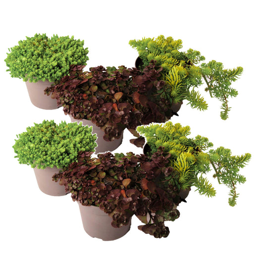 Sedum De Colores - 6 Pzs - Sedum Reflexum - Altura 10-15cm - ⌀12cm_0