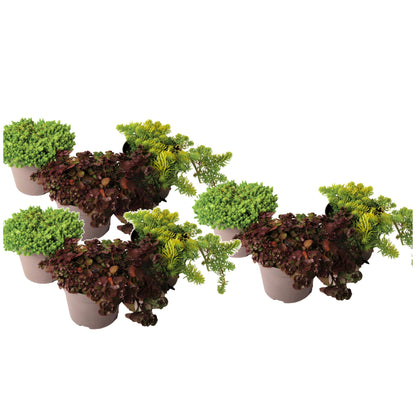 Sedum De Colores - 9 Pzs - Sedum Reflexum - Altura 10-15cm - ⌀12cm_0