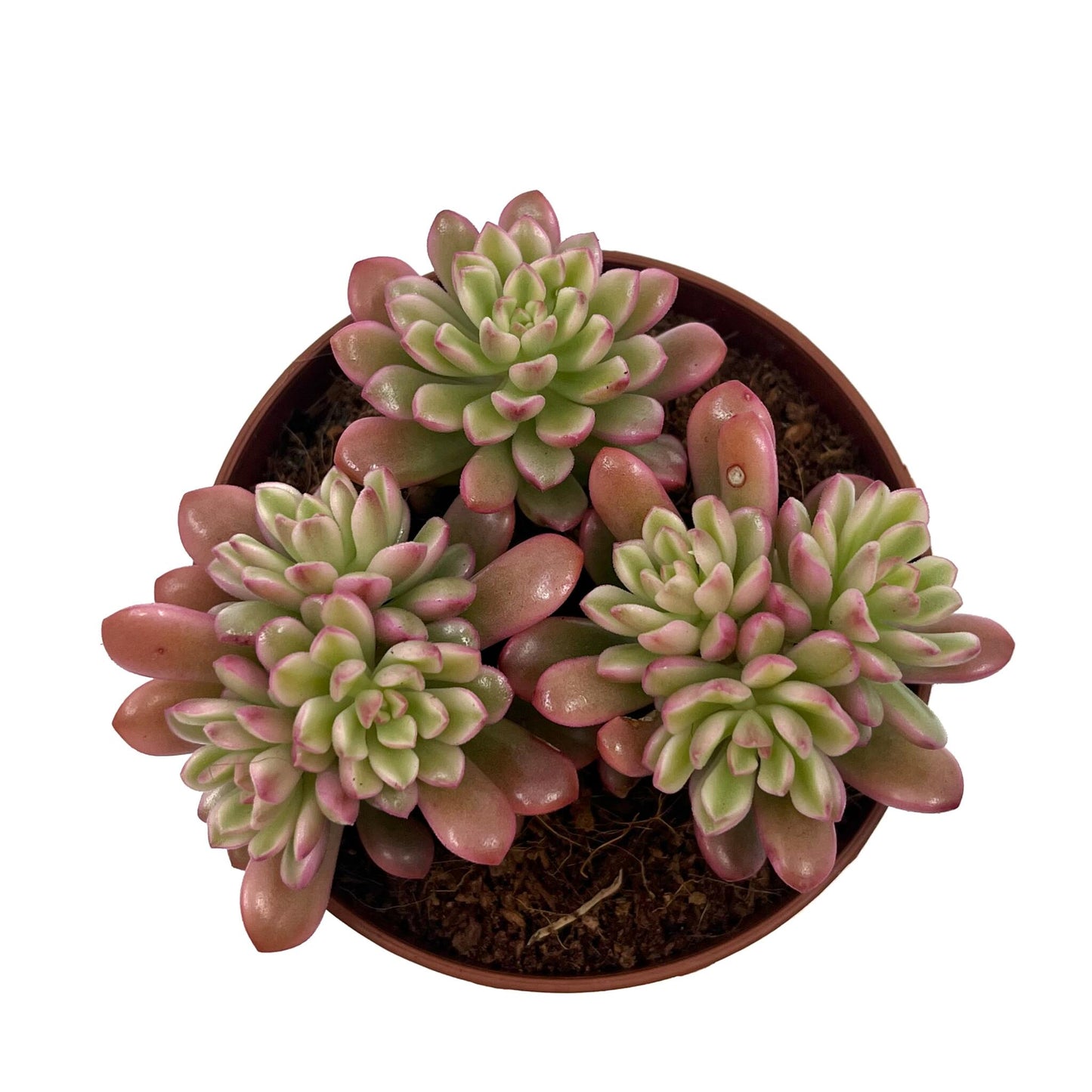 Sedum Joyce Tulloch Variegata Cactus Y Suculentas M8,5 cm Ø_1