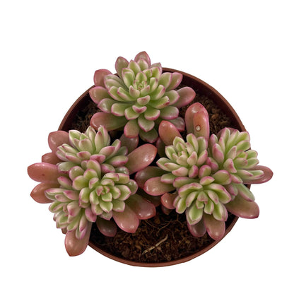 Sedum Joyce Tulloch Variegata Cactus Y Suculentas M8,5 cm Ø_1
