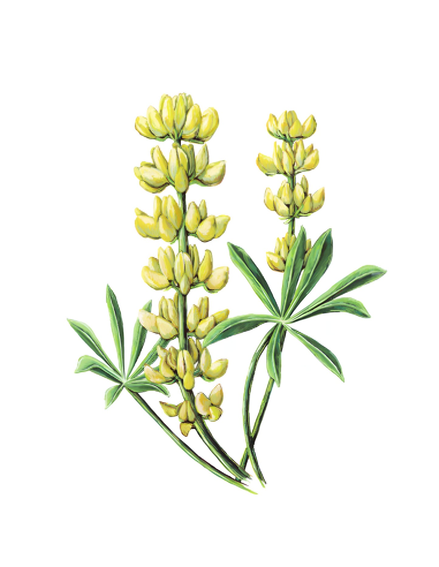 Semillas Altramuz Ecológicas_0