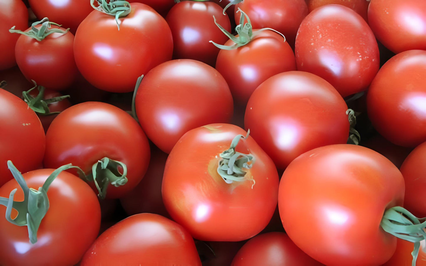 Semillas De Tomate Dorenia Ecológicas_0