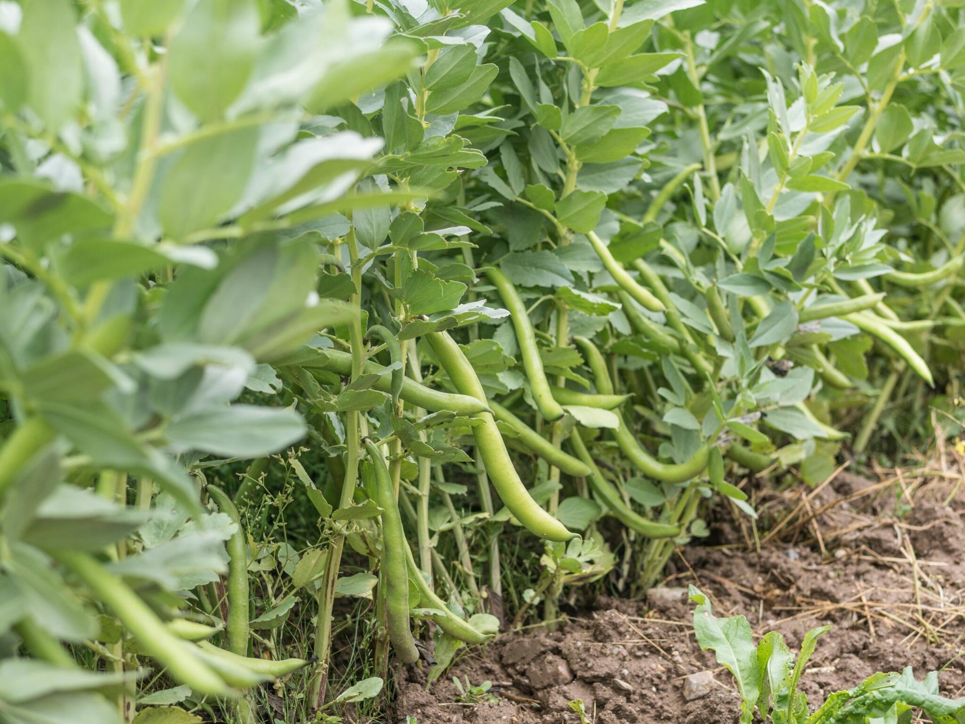 Semillas Haba Superaguadulce Ecológicas_0