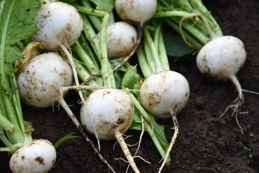 Semillas Nabo Bola De Nieve Ecológicas_0
