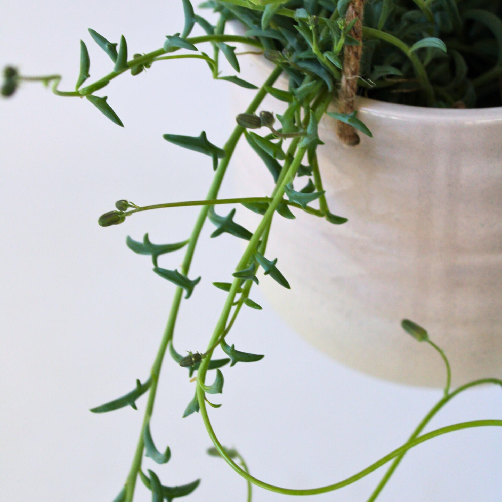 Senecio Delfín - Senecio Peregrinus - Altura 10-20cm - ⌀12cm_3