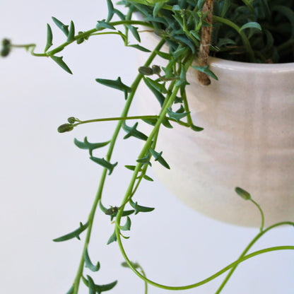Senecio Delfín - Senecio Peregrinus - Altura 10-20cm - ⌀12cm_3