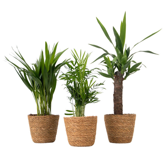 Set De 3 Mini Palmeras Con Cestas - Altura 25-40cm - ⌀12cm_0