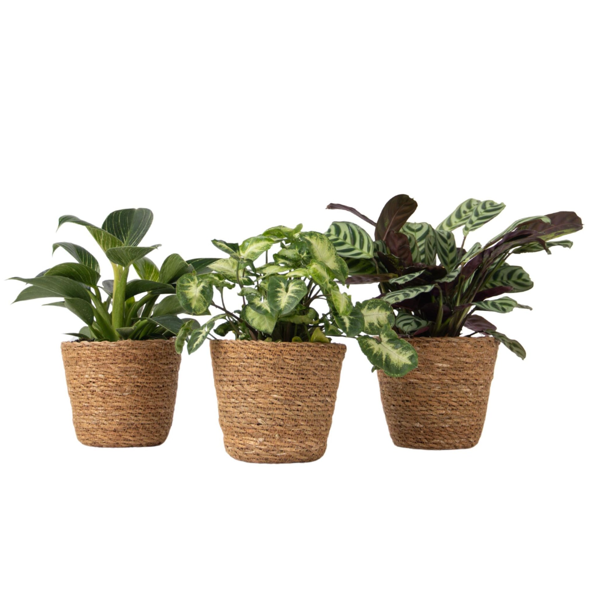 Set De 3 Plantas Con Cestas - Altura 25-40cm - ⌀12cm_0