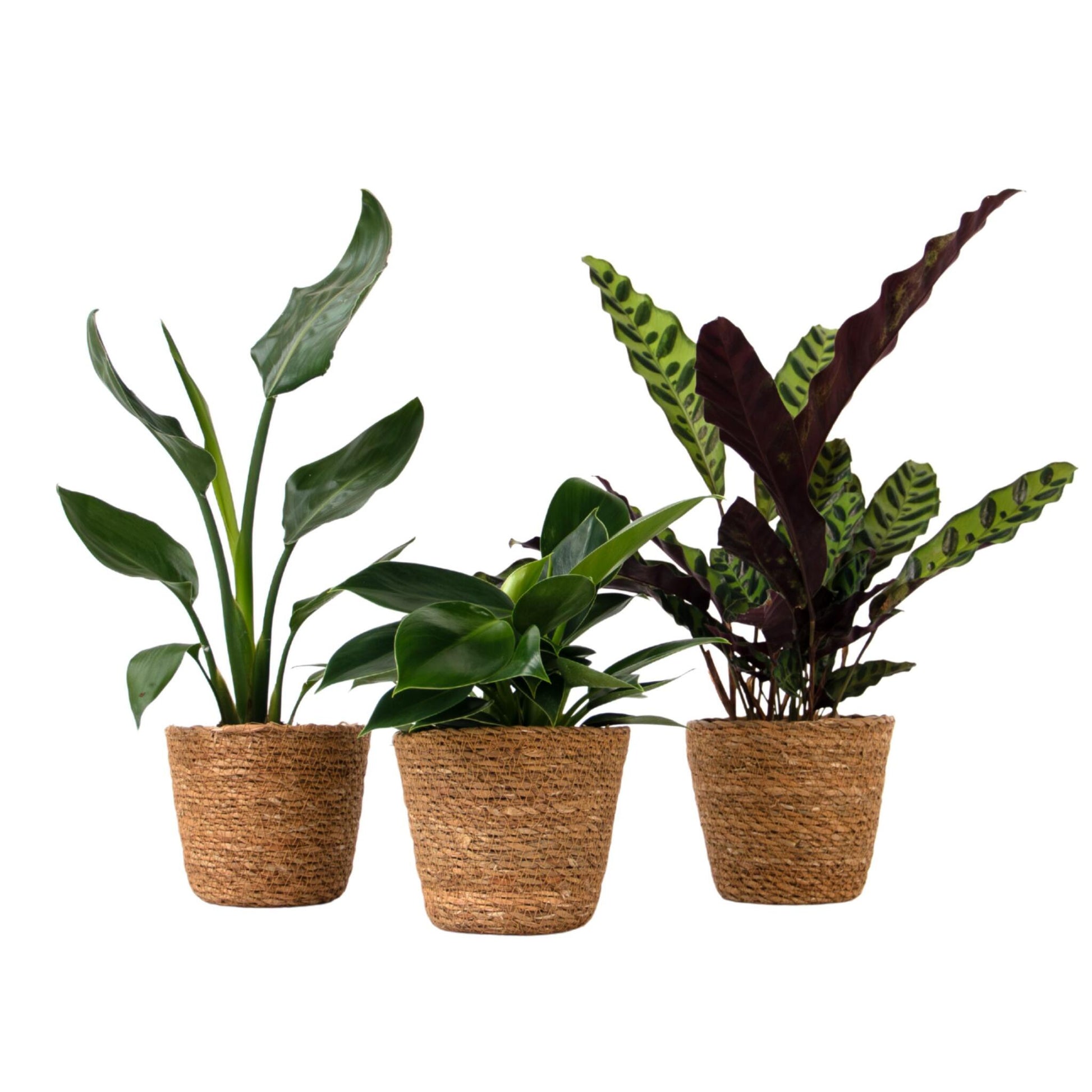 Set De 3 Plantas Con Cestas - Altura 25-40cm - ⌀12cm_0