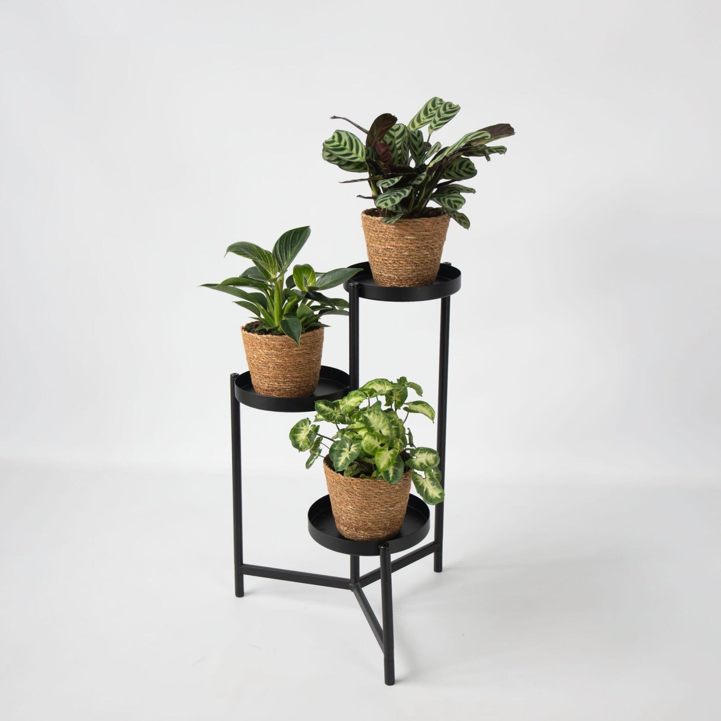 Set De 3 Plantas Con Cestas - Altura 25-40cm - ⌀12cm_1