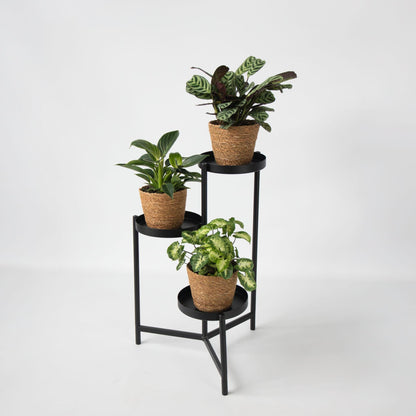 Set De 3 Plantas Con Cestas - Altura 25-40cm - ⌀12cm_1
