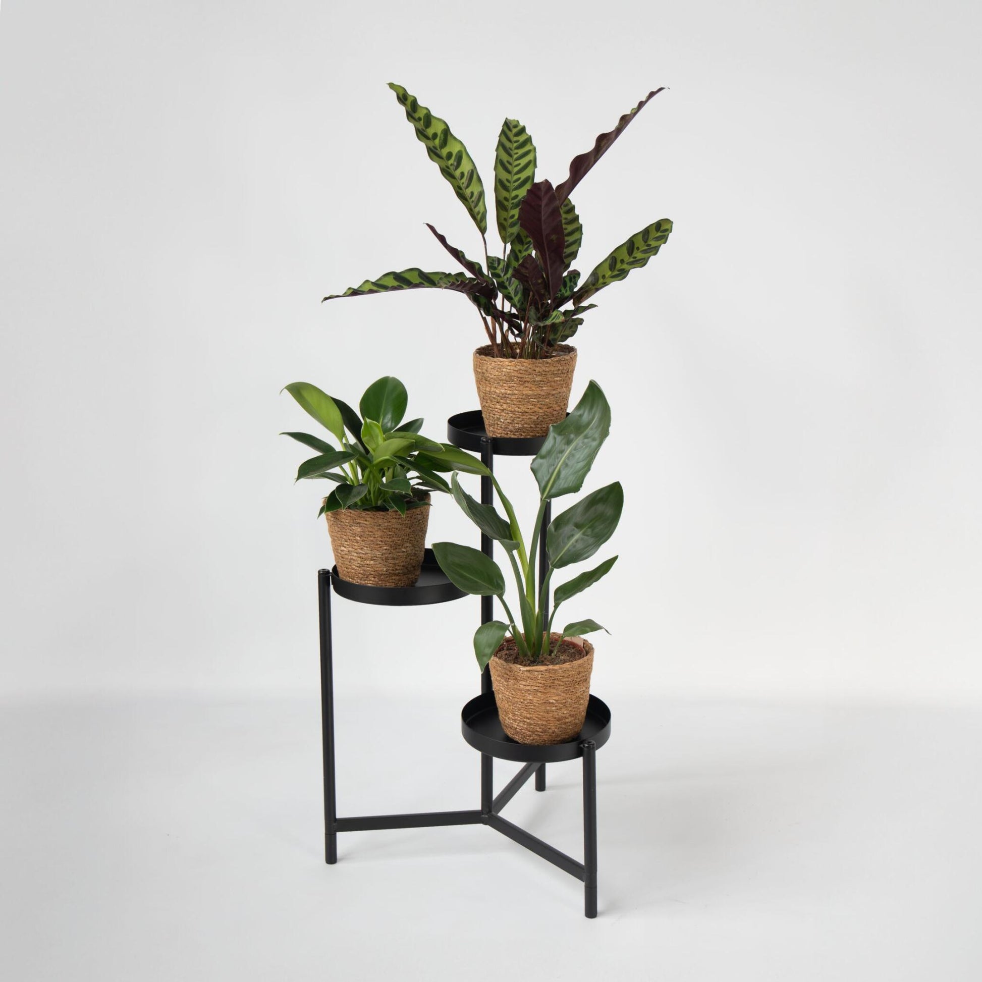 Set De 3 Plantas Con Cestas - Altura 25-40cm - ⌀12cm_1