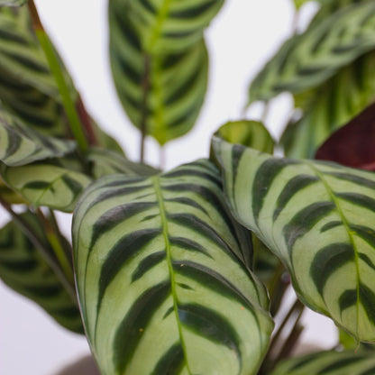 Set De 3 Plantas Con Cestas - Altura 25-40cm - ⌀12cm_3