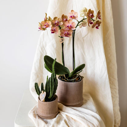 Set De Regalo Orquídea 'cocktail S' - Phalaenopsis - Altura 30cm_1