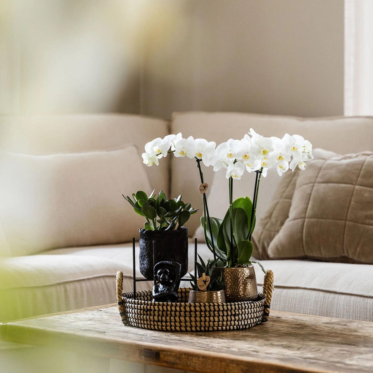 Set De Regalo Orquídea 'copper Xl' - Phalaenopsis - Altura 35cm_4