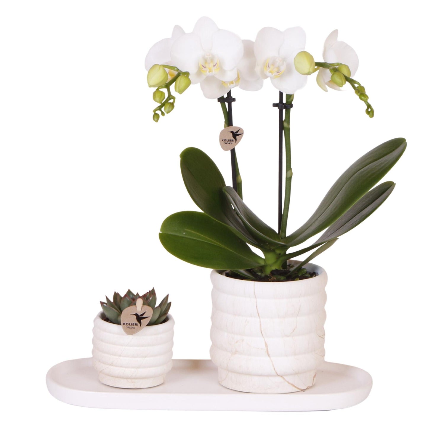 Set De Regalo Orquídea 'marble S' - Phalaenopsis - Altura 30cm_0