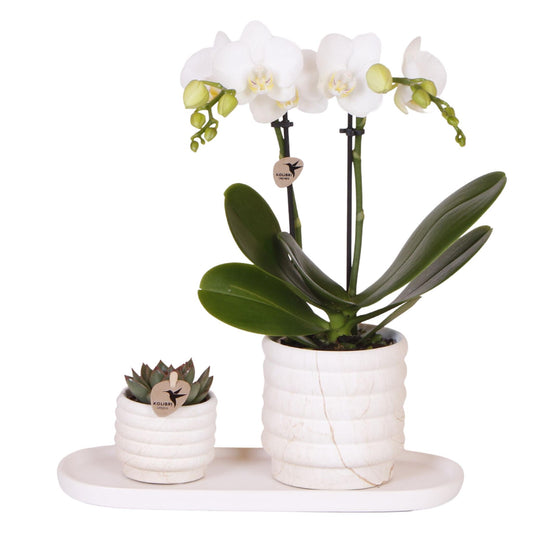 Set De Regalo Orquídea 'marble S' - Phalaenopsis - Altura 30cm_0