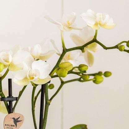Set De Regalo Orquídea 'marble S' - Phalaenopsis - Altura 30cm_3