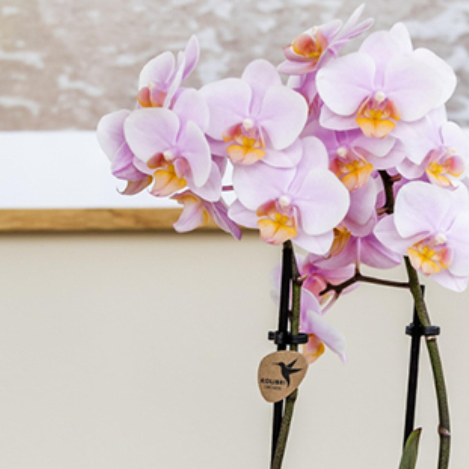 Set De Regalo Orquídea 'pink S' - Phalaenopsis - Altura 30cm_3